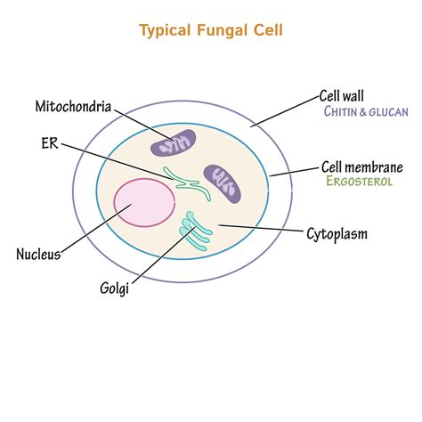 fungus cell diagram 